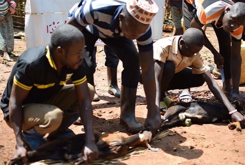 distribution-of-meat